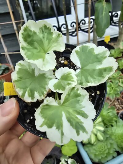 Pelargonium Little Jip