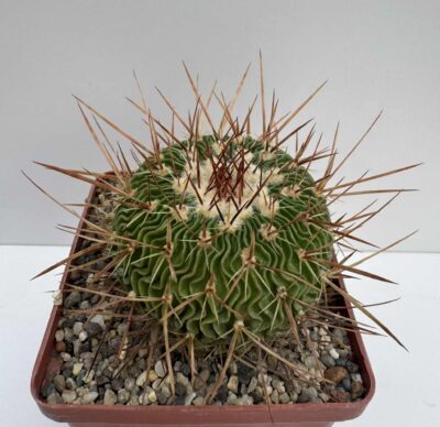 MG.309.43 Echinofossulocactus multicostatus SB1147, Los Imagines, Coah. - Зображення 2
