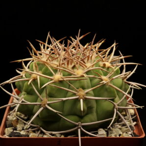 Gymnocalycium ferocior, STO498 (№2)