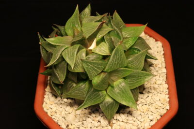 Haworthia emelyae var. comptoniana п'ятиголова - Зображення 4