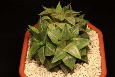 Haworthia emelyae var. comptoniana п'ятиголова - Зображення 3