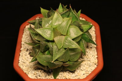 Haworthia emelyae var. comptoniana п'ятиголова - Зображення 2