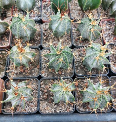 Astrophytum ornatum - Зображення 2