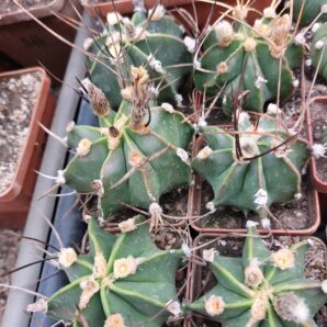 Astrophytum crassispinum