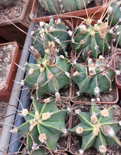 Astrophytum crassispinum
