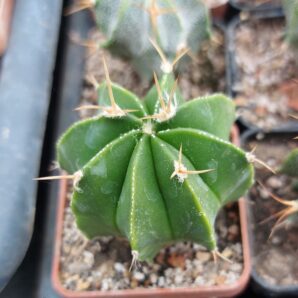 Astrophytum hybr.