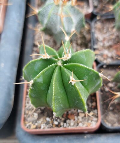 Astrophytum hybr.