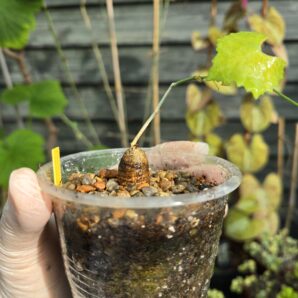 Ibervillea tenuissecta