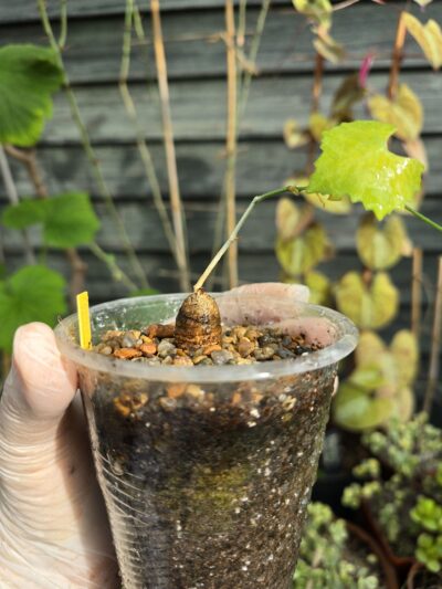 Ibervillea tenuissecta
