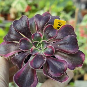 Aeonium Venus variegatum