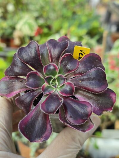 Aeonium Venus variegatum