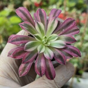 Aeonium Phoenix Flame super white variegata