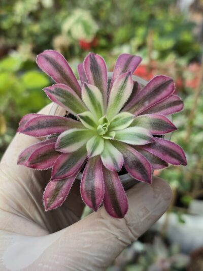 Aeonium Phoenix Flame super white variegata