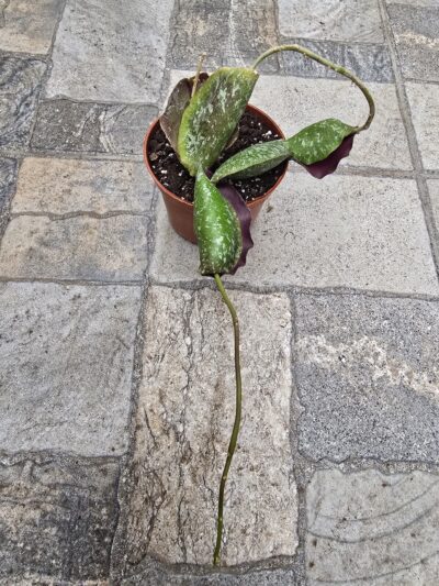 Hoya imbricata - Зображення 3