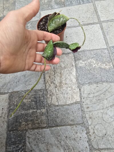 Hoya imbricata - Зображення 2