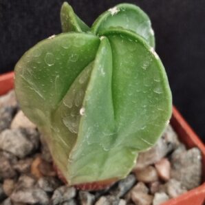 Astrophytum myriostigma v. nudum