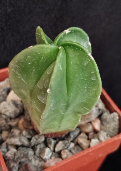 Astrophytum myriostigma v. nudum