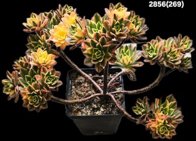 Aeonium `Bronze Medal` fa. variegate (best fa.) (D plant=31)- 2856(269) - Зображення 2