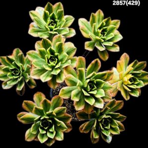Aeonium `Bronze Medal Green Tea` fa. variegate (D plant=26)- 2857(429)
