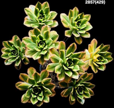Aeonium `Bronze Medal Green Tea` fa. variegate (D plant=26)- 2857(429)