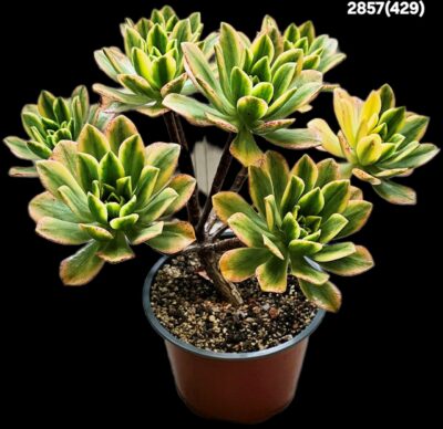 Aeonium `Bronze Medal Green Tea` fa. variegate (D plant=26)- 2857(429) - Зображення 2