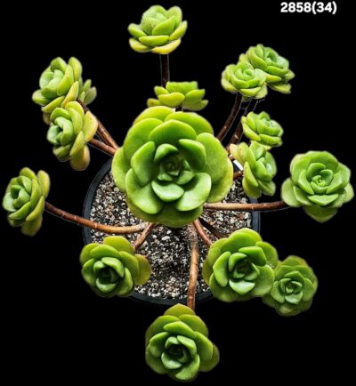 Aeonium `Lily Pad` (large leaf) (bonsai) (D plant=24)-2858(34) - Зображення 2