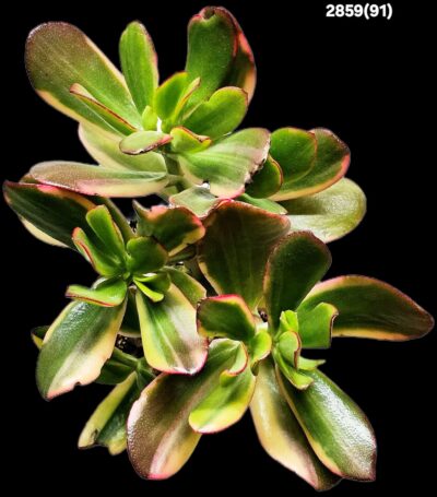 Crassula ovata `Lemon & Lime` fa. variegata (D plant=18)- 2859(91) - Зображення 2