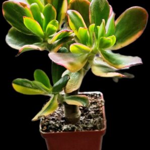 Crassula ovata `Lemon & Lime` fa. variegata (D plant=18)- 2859(91)