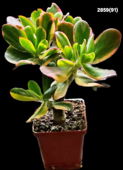Crassula ovata `Lemon & Lime` fa. variegata (D plant=18)- 2859(91)
