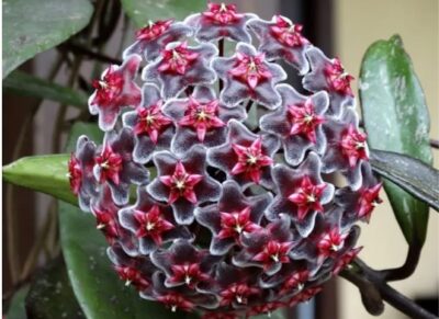 Hoya pubicalyx `Red Button’s` (10x10)-2969(437) - Зображення 3
