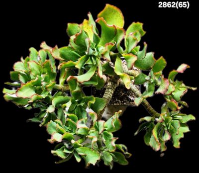 Crassula arborescens ssp. undulatifolia `Curly Bird`- Korea (D plant=21)-2862(65) - Зображення 2