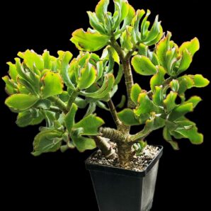 Crassula arborescens ssp. undulatifolia `Curly Bird`- Korea (D plant=21)-2862(65)