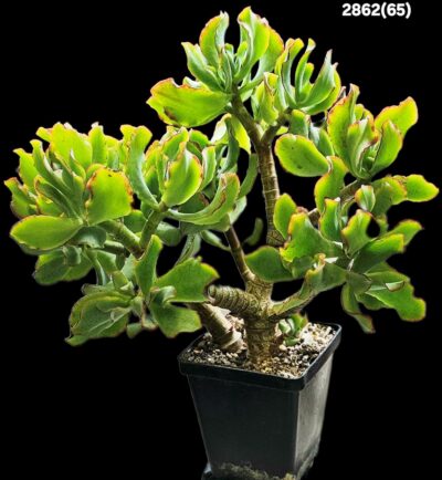 Crassula arborescens ssp. undulatifolia `Curly Bird`- Korea (D plant=21)-2862(65)