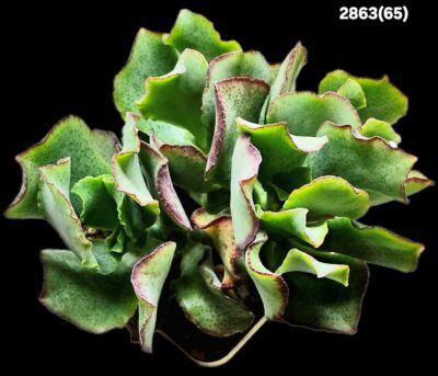 Crassula arborescens ssp. undulatifolia `Curly Bird`- Korea (D plant=11)-2863(65) - Зображення 2