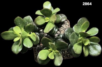 Crassula ovata var. minor (bonsai) (D plant=20)-2864 - Зображення 2
