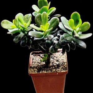 Crassula ovata var. minor (bonsai) (D plant=20)-2864
