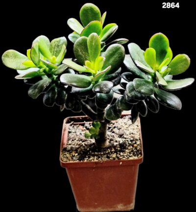 Crassula ovata var. minor (bonsai) (D plant=20)-2864