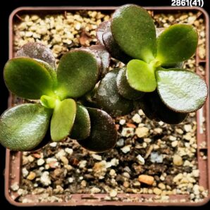 Crassula ovata var. minor `Hime Ougon Kagetsu` -Korea(9x9)- 2865(41)