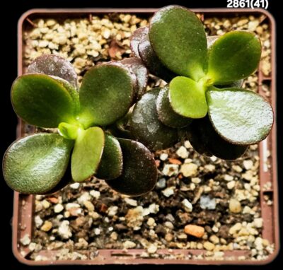 Crassula ovata var. minor `Hime Ougon Kagetsu` -Korea(9x9)- 2865(41)