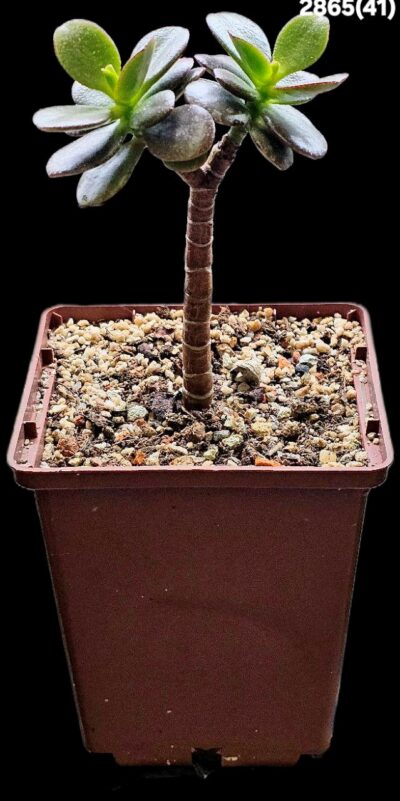 Crassula ovata var. minor `Hime Ougon Kagetsu` -Korea(9x9)- 2865(41) - Зображення 2