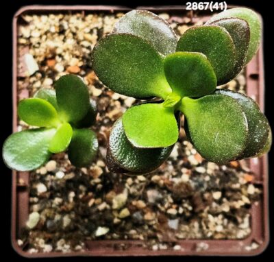 Crassula ovata var. minor `Hime Ougon Kagetsu` -Korea(9x9)- 2867(41) - Зображення 2