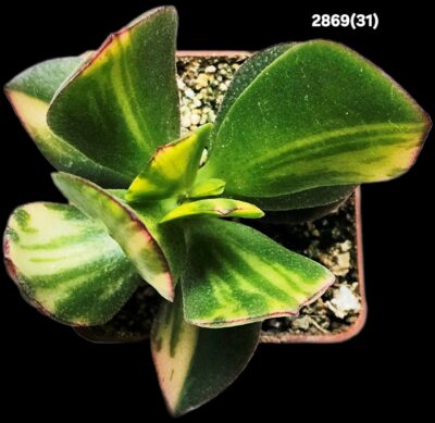 Crassula ovata fa. variegata (6x6)-2869(31) - Зображення 2
