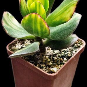 Crassula ovata fa. variegata (6x6)-2869(31)