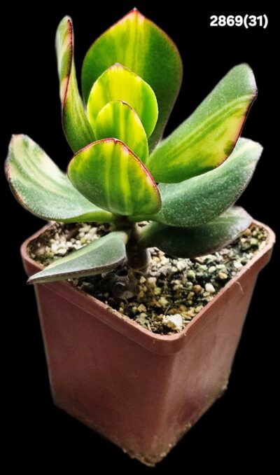 Crassula ovata fa. variegata (6x6)-2869(31)