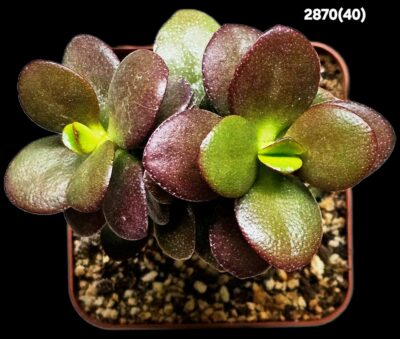 Crassula ovata var. minor `Top Red`(7x7)-2870(40) - Зображення 2
