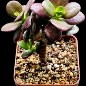 Crassula ovata var. minor `Top Red`(7x7)-2870(40)
