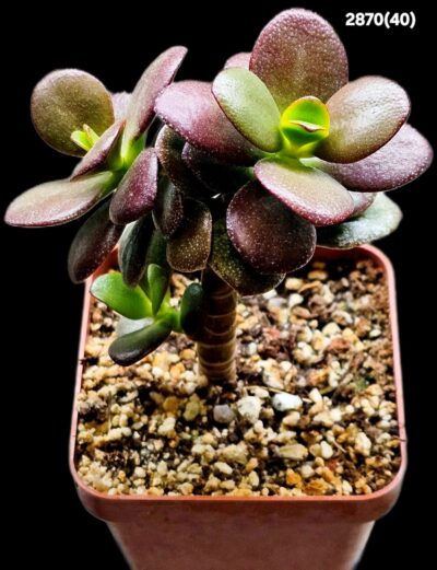 Crassula ovata var. minor `Top Red`(7x7)-2870(40)