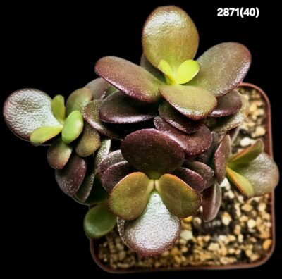 Crassula ovata var. minor `Top Red`(7x7)-2871(40) - Зображення 2