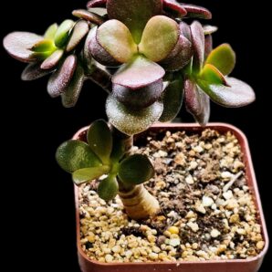 Crassula ovata var. minor `Top Red`(7x7)-2871(40)