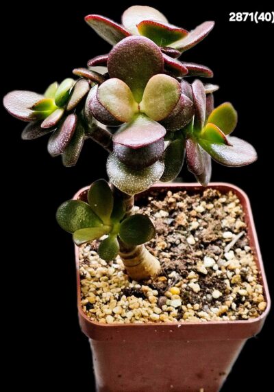Crassula ovata var. minor `Top Red`(7x7)-2871(40)